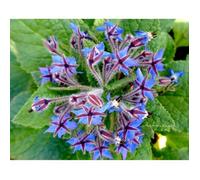 50 Graines de Bourrache Officinale - plante aromatique - jardin méthode BIO