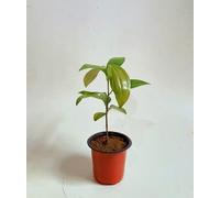 50 graines de cannelle