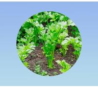 50 graines de celeri vert frisé à couper - facile a cultiver - bon rendement