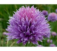 50 graines de ciboulette (Allium Schoenoprasum)