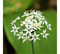 50 Graines de Ciboulette Chinoise (Allium Tumberosum)