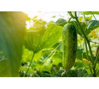 50 Graines de Concombre Marketmore - légumes jardin potager- semences paysannes reproductibles - SemiSauvage
