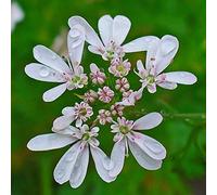 50 Graines de Coriandre (Coriandrum Sativum)