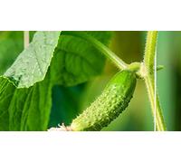50 Graines de Cornichon vert de Paris - plante légume- semences paysannes reproductibles - SemiSauvage