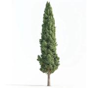 50 Graines de Cyprès d'Italie (Cupressus sempervirens stricta)