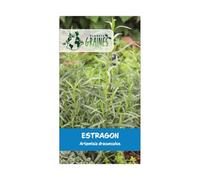 50 graines de Estragon de Russie - Artemisia dracunculoides - herbe aromatique