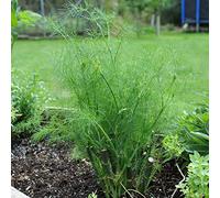 50 Graines de Fenouil (Foeniculum Vulgare)