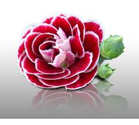 50 graines de Fleurs à semer - Le Grenier d'Abondance - ŒILLET Des Fleuristes - Dianthus caryophyllus