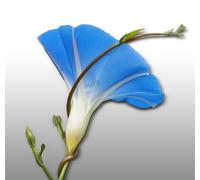 50 graines de Fleurs à semer - Le Grenier d'Abondance - IPOMEE Volubilis - Ipomoea - Mélange varié