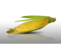 50 graines de Fleurs à semer - Le Grenier d'Abondance - MAIS Doux sucré landmark - Zea mays
