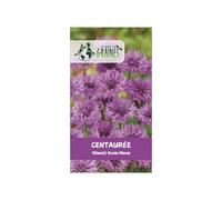 50 graines de fleurs centaurée cyanus 'mauve ball' - bleuet violet intense double annuel pour jardins champêtres, massifs et fleurs à couper
