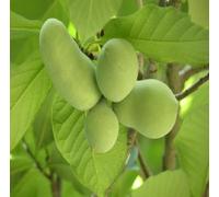 50 graines de fruits Asimina fraîches