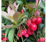 50 graines de fruits de Gaulthérie rouge