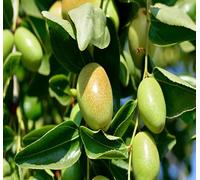 50 graines de fruits de jojoba