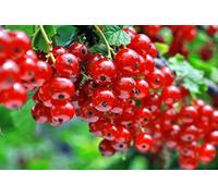 50 Graines de Groseillier à grappe Rouge - fruit potager - semences paysannes reproductibles - SemiSauvage