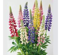 50 Graines de Lupin Nain de Russel