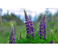 50 Graines De Lupin Nain De Russel