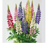 50 Graines de Lupin Nain de Russel - SemiSauvage Permaculture