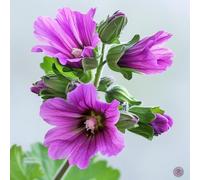 50 Graines de Mauve Royale