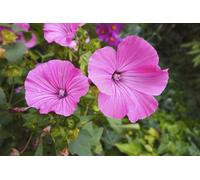 50 Graines De Mauve Royale