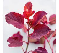 50 Graines de Mauve Royale - SemiSauvage Permaculture