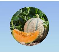 50 graines de Melon - Charentais