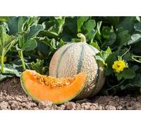 50 Graines de Melon Charentais - Cucumis melo - MELON sucrée et parfumée - Juteus et fondant - Fruit Jardin - 333