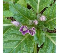 50 graines de plantes de mandragore