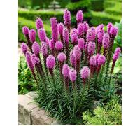 50 Graines de Plume du Kansas (Liatris Spicata) Rose Violacé - SemiSauvage Permaculture