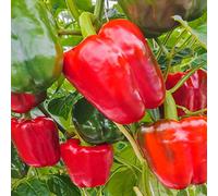 50 Graines de Poivron California Wonder - légumes jardins potager- semences paysannes reproductibles - SemiSauvage