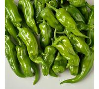 50 Graines de Poivron Corne de Bœuf - SemiSauvage Permaculture