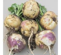 50 Graines de Rutabaga - SemiSauvage Permaculture