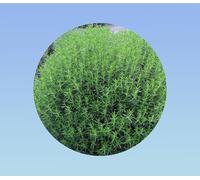 50 graines de sarriette -satujera hortensis - herbes aromatiques - sariette des jardins