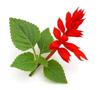 50 Graines de Sauge Eclatante Feu de la Saint-Jean (Salvia splendens) - SemiSauvage Permaculture - graines reproductibles