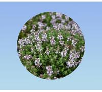 50 graines de thym été - thym vulgaris summer - herbes aromatiques - plante vivace - floraison abondante et son parfum intense
