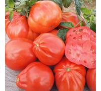 50 Graines De Tomate Red Pear