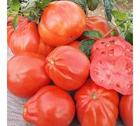 50 Graines de Tomate Red Pear - légume ancien jardin potager - semences paysannes reproductibles - SemiSauvage