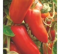 50 Graines de Tomate San Marzano - légumes semis potager - semences paysannes