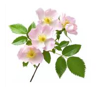 50 Graines d'Eglantier Sauvage (Rosa canina) - SemiSauvage Permaculture - graines reproductibles