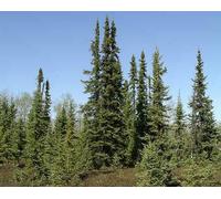 50 graines épinette noire Arbre, Picea mariana