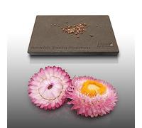 50 graines Fleurs à semer - Le Grenier d'Abondance - IMMORTELLE à bractée variée - Helichrysum bracteatum