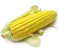 50 graines MAÏS doux et sucré Jaune Zea mays saccharata - Blé D'inde - Plante Fleur Jardin - 272