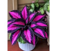 50 graines/paquet Graines d'hosta, graines de fleurs vivaces extérieures, plantes couvre-sol vivaces, rhizomes rampants, plantes d'intérieur et d'extérieur, plantation de fleurs, herbes, légumes, frui