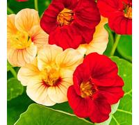 50 Graines Semences - Capucine grimpante BIO graines,Une plante grimpante très florifère,fleurs graines idéales pour votre jardin - 82