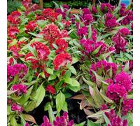 50 Graines Semences - CELOSIA - Crête de Coq - Couleurs mélangées - 126