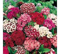 50 graines semences fleurs oeillet de poète a fleurs simples odorante pour charmer les papillons abeilles - 149