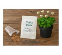 50 grammes à semer - Le Grenier d'Abondance - Tréfle Blanc - Trifolium repens