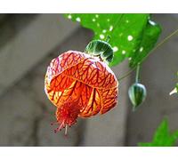 50 pc/sacchetto, Abutilon striato Semi, piante in vaso Diy, Indoor/Outdoor Pot germinazione dei semi tasso del 95% i colori misti