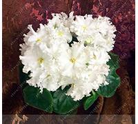 50 pc/Sacchetto Semi di African Violet, sementi di Fiori, Semi di Fiori da Giardino Viola perenne Erba Vaso da Fiori per Il Giardino Domestico 1