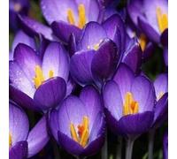 50 PCS Zafferano Semi lilla B38, Autumn Crocus Colchicum autumnale Prato